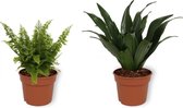 Set van 2 Kamerplanten - Draceana Compacta & Nephrolepis Vitale - ±  25cm hoog - 12cm diameter