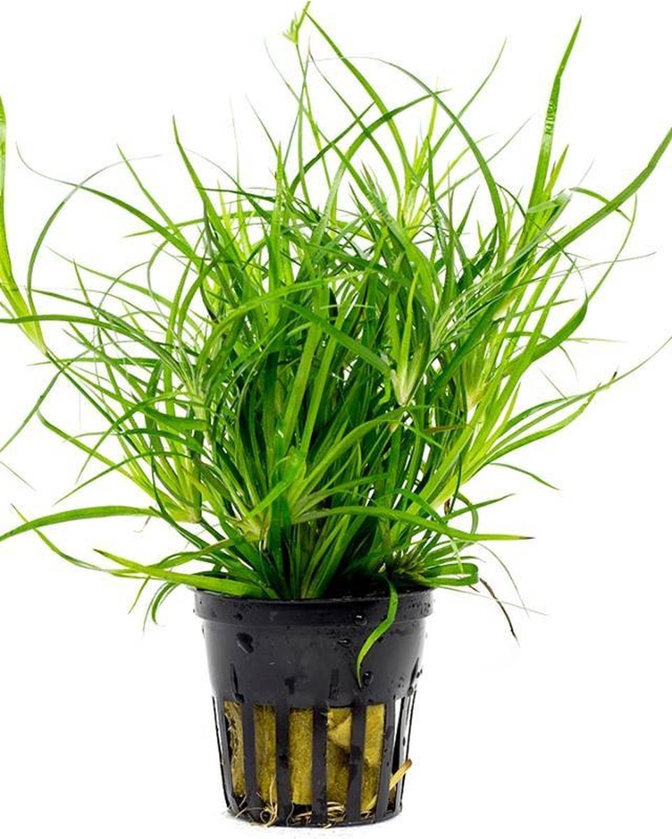 Moerings Juncus Repens in 5 cm pot