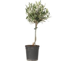Plant in a Box - Olijfboom op Stam - Olea europaea - Hoogte 45-55cm - Pot 14cm - Winterharde boom - Groen