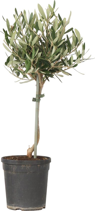 Plante en Boite - Olijfboom sur Tige - Olea europaea - Hauteur 45-55cm - Pot 14cm - Arbre rustique - Vert