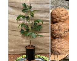 Jonge Walnootboom Juglans regia Chandler | Boomhoogte: 120-150cm | Pot: 10 liter