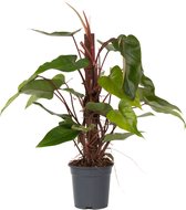 Philodendron 'Princesse Verte' – Plante D'Intérieur Compacte, Feuilles Brillantes, Facile D'Entretien, Pot 12cm - 10