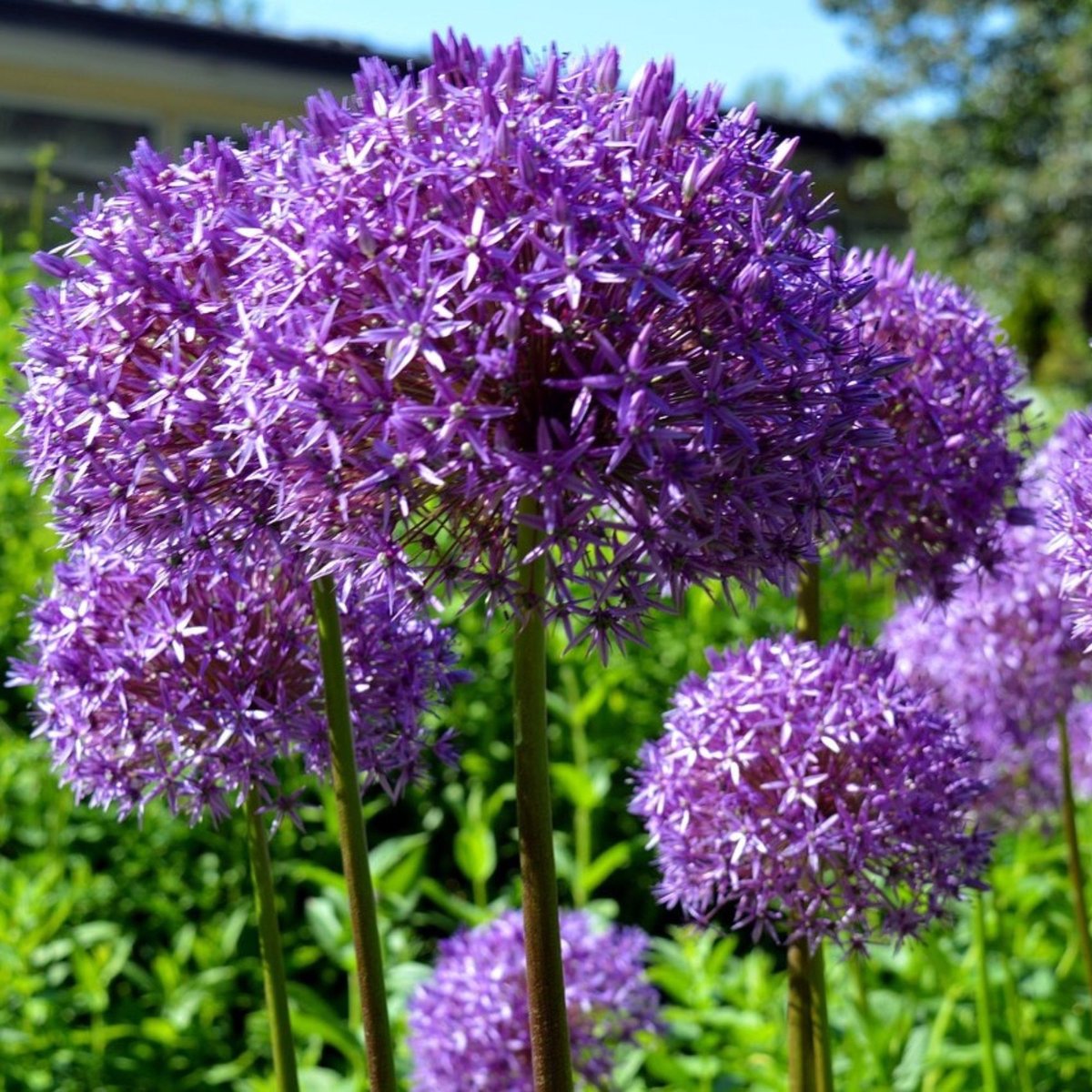 Hybride sierui (Allium hybrid) - Allium Millenium - Sierui - Bijen-Vlinders - Snijbloemen - bloeit in Juli / Augustus / September