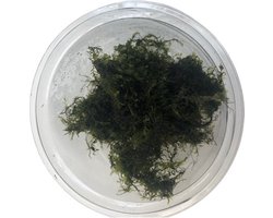Fissidens Fontanus Phoenix Mos - - Cup 80 cc - Aquarium mos - Aquariumplant - Aquarium decoratie - Moerings