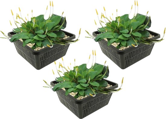 vdvelde.com - Goudknots - 12 stuks - 3 Vijvermanden - Orontium Aquaticum - Waterplant - Volgroeide hoogte: 40 cm - Plaatsing: -1 tot -20 cm