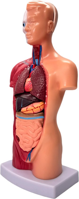 Menselijk Torso Model 28 cm - Anatomie Afneembare Interne Organen Skelet Model - 15-delig