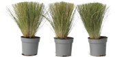 Plant in a Box - Set de 3 herbes Graminées queue de cheval Stipa - Herbe à plumes - Pot ⌀ 9cm - Hauteur ↕ 20-30cm