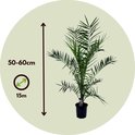 Dadelpalm 50-60cm hoog en 15m breed, in zwarte pot, binnen een ronde cirkel.