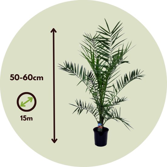 Dadelpalm 50-60cm hoog en 15m breed, in zwarte pot, binnen een ronde cirkel.