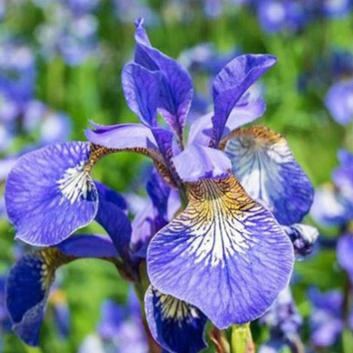 Siberische iris (Iris Sibirica) - Perry's Blue - Siberische Lis - Vaste planten - Snijbloemen - Voorjaarsbollen - bloeit in Mei / Juni