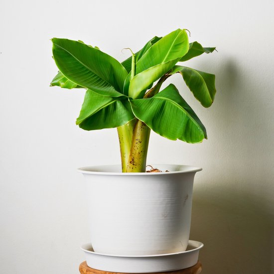 Volwassen Musa Basjoo bananenplant in een grote witte pot.