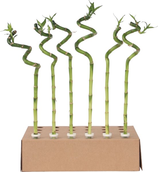 Plant in a Box - Dracaena sanderiana - Set van 12 - Geluksbamboe - Leliefamilie - Kamerplant - Hoogte 40-50cm