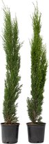 Plant in a Box - Cupressus sempervirens - Set van 2 Toscaanse Cipres - Zuilvormige conifeer - Pot 19cm - Hoogte 70-80cm