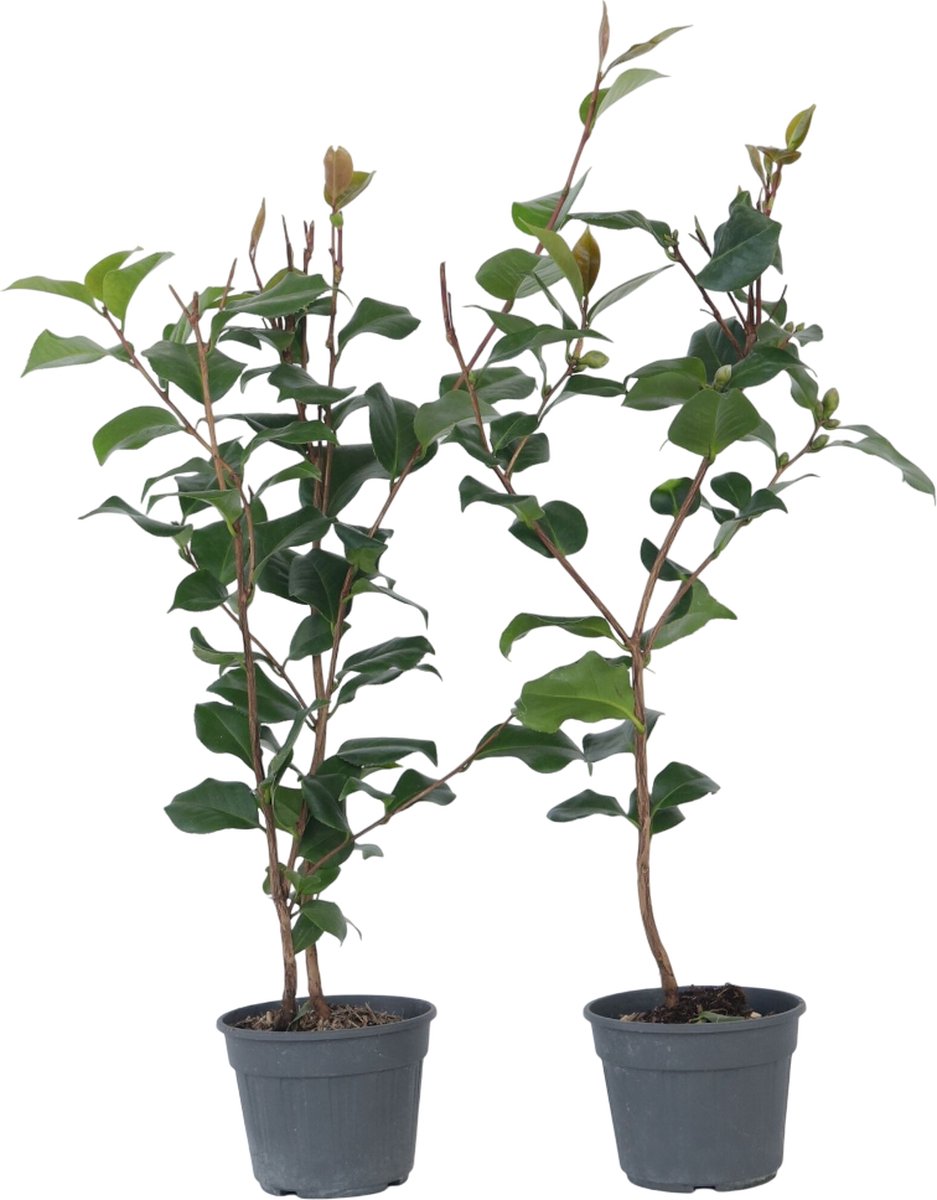 Plant in a Box - Camellia japonica 'Dr. King' - Set de 2 - Rose