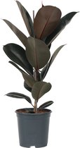 Plant in a Box - Ficus Elastica Abidjan - 'Rubberboom' - Luchtzuiverende kamerplant - Pot 24cm - Hoogte 75-100cm