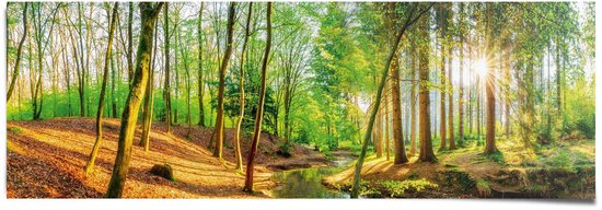 Affiche Forêt de printemps