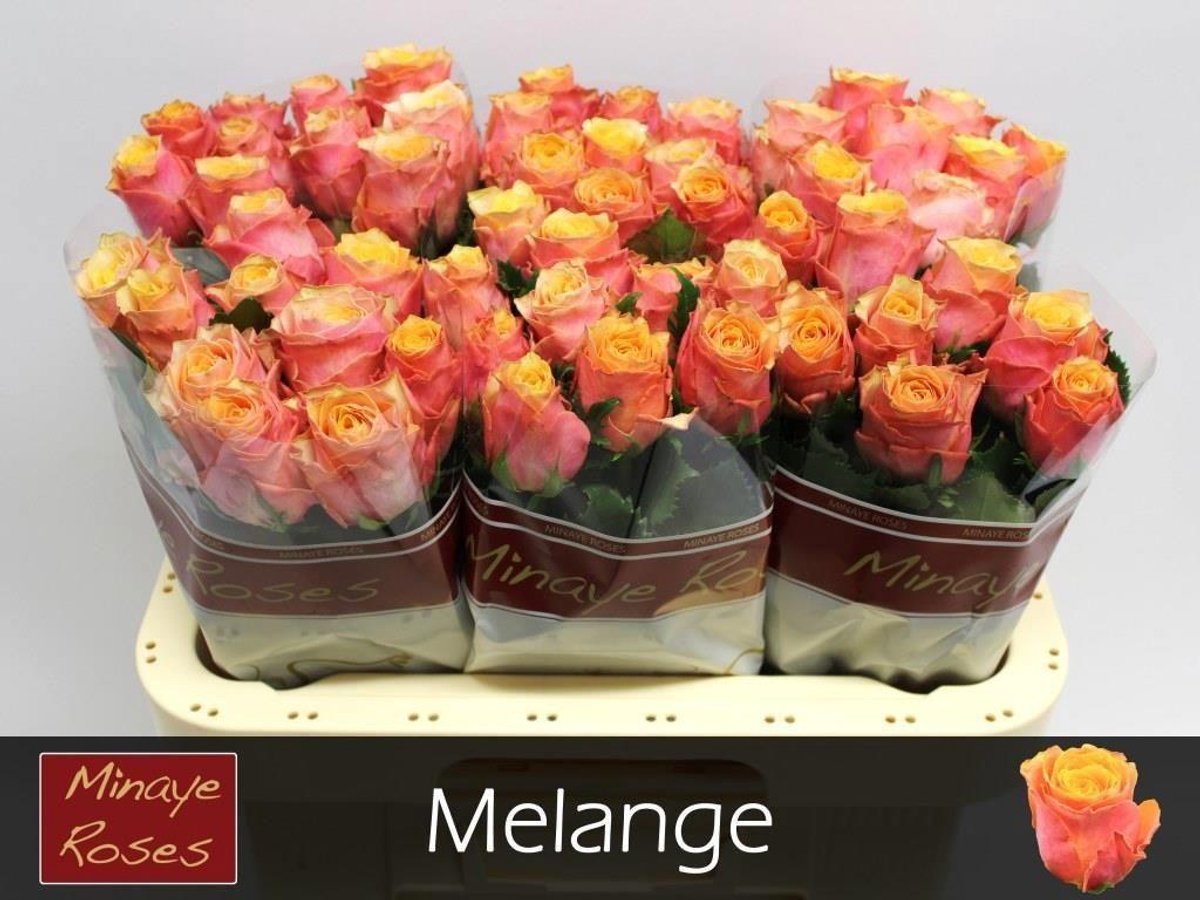 10x Rosa melange 60cm
