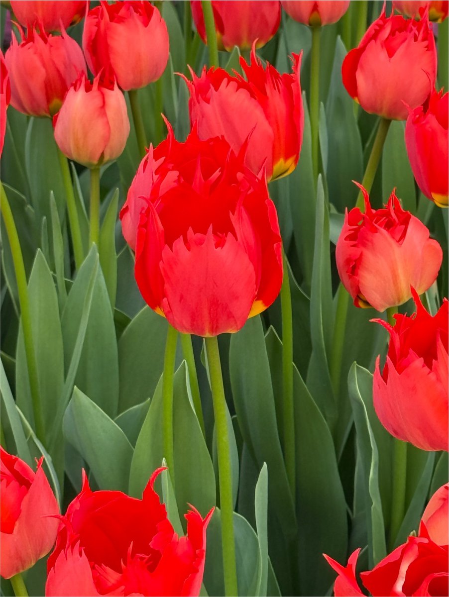 15x Tulpen 'Robbedoes' - BULBi® Bloembollen met bloeigarantie