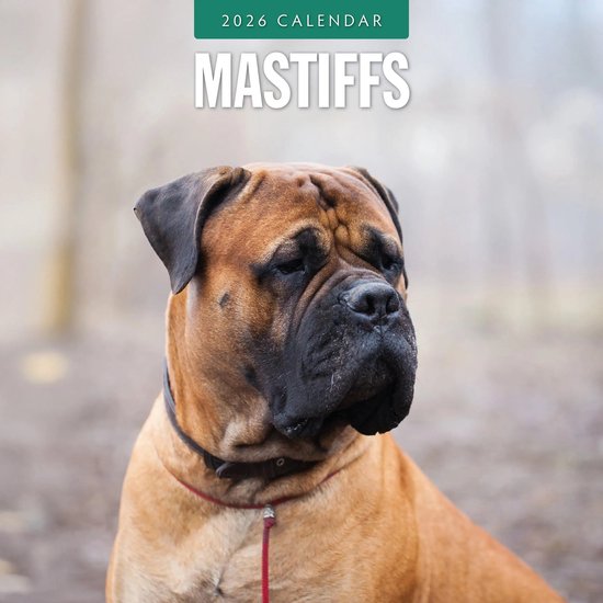 Calendrier Mastiff 2026