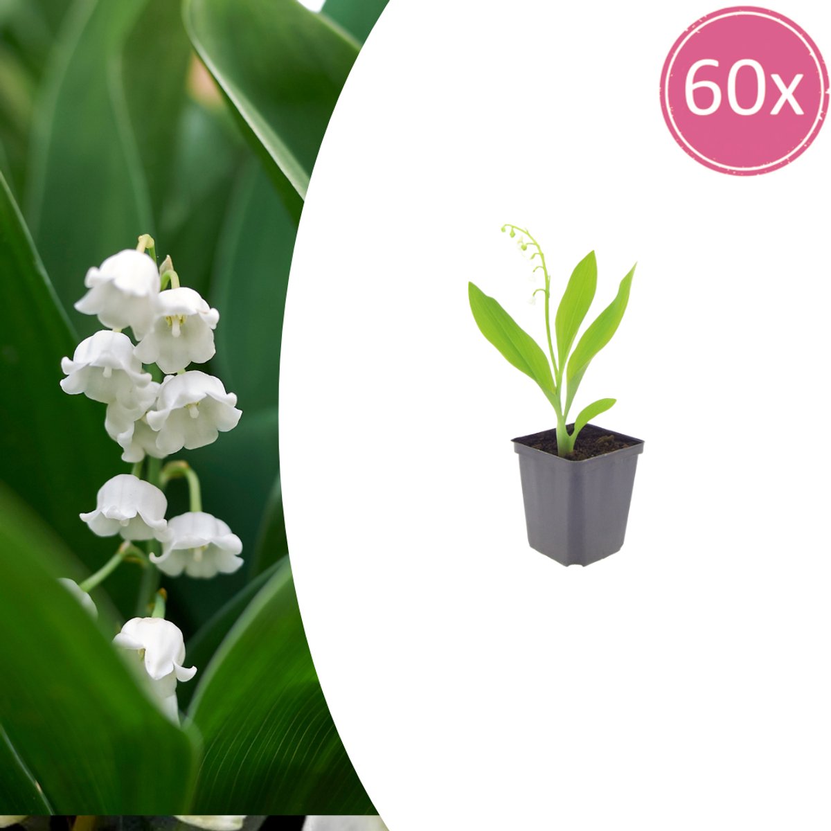 Tuinplantenshop.com | Convallaria majalis | 60 stuks - Ø9cm - 10-25cm hoog - Tuinplant