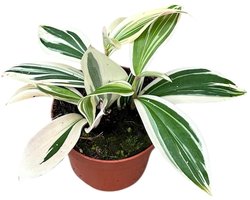Costus Arabicus Variegata - Kamerplant - Potmaat Ø10,5 cm