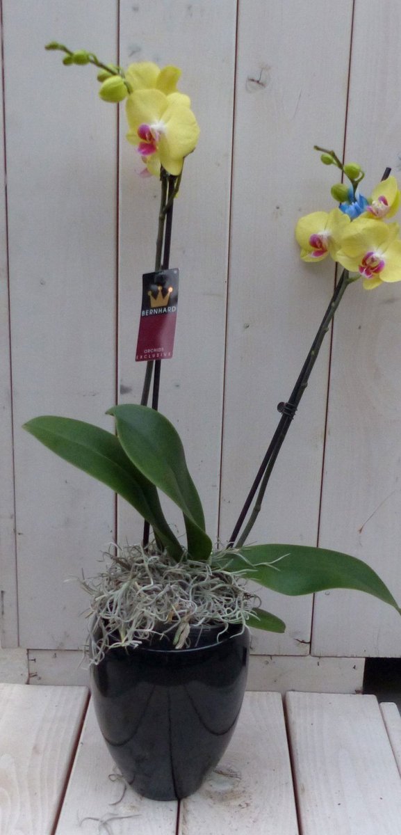 Warentuin natuurlijk - Vlinderorchidee geel in hoge zwarte/antracie...