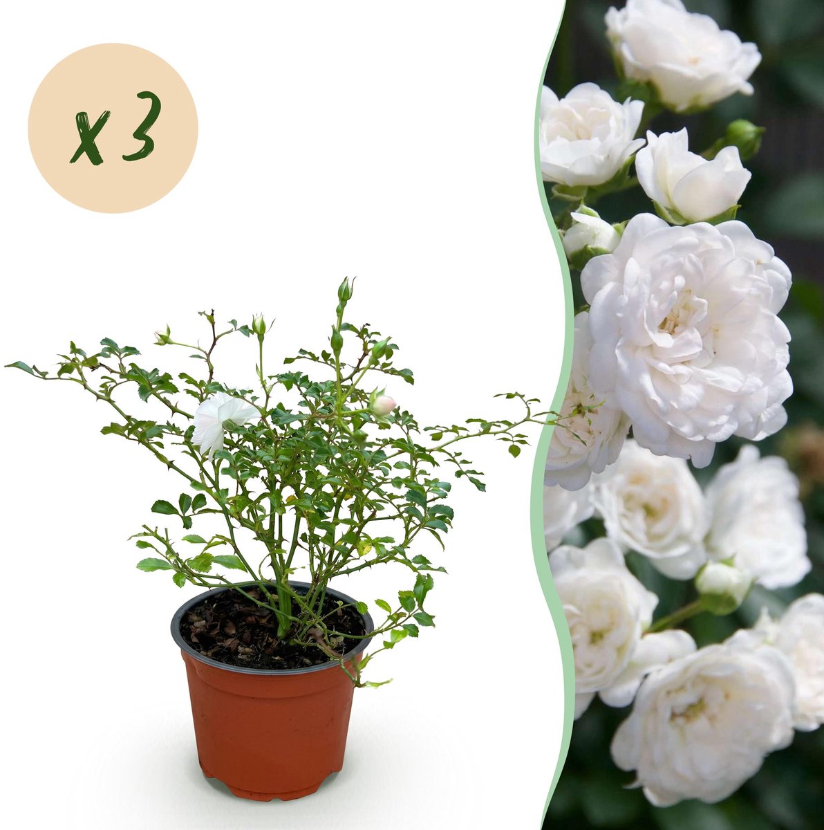 Productfoto van witte polyantharozen Rosa 'White Fairy' van Plantenboetiek.nl, drie planten in een pot