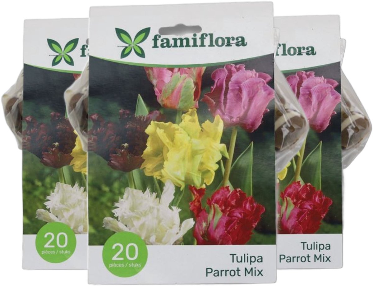 Famiflora Tulipa parrot mix 10/11 3 x 20 - 60 bloembollen - Unieke parkiettulpen brengen speelsheid en vrolijkheid in je tuin - Diverse kleuren en vormen geven een levendige en verrassende uitstraling