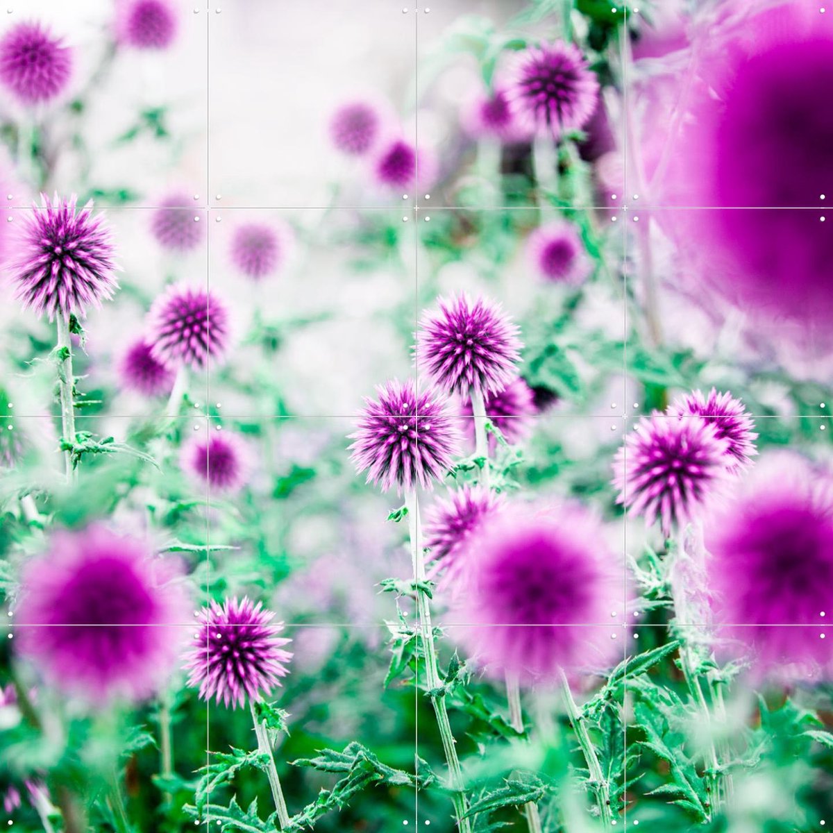 IXXI Dream Flowers Pink, Mareike Böhmer - 80 x 80 cm - Gratis ophangtool - Grote wanddecoratie en posters - Kleurrijk, Abstract, Fotografie