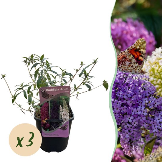 Green boutiQ - Arbre aux papillons - Buddleja davidii Tricolore - Bloem Rose, Wit et Violet - 3 Plantes - 1m2 - Caduc - Attire les papillons - Pot 17cm Hauteur 30cm
