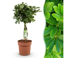 Green BoutiQ - Kamerplanten - Schefflera Nora - Vingerboom - Weinig onderhoud - Groen - 1 Plant - Pot 21cm - Hoogte 70-80cm