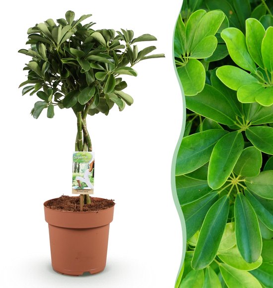 Green BoutiQ - Kamerplanten - Schefflera Nora - Vingerboom - Weinig onderhoud - Groen - 1 Plant - Pot 21cm - Hoogte 70-80cm