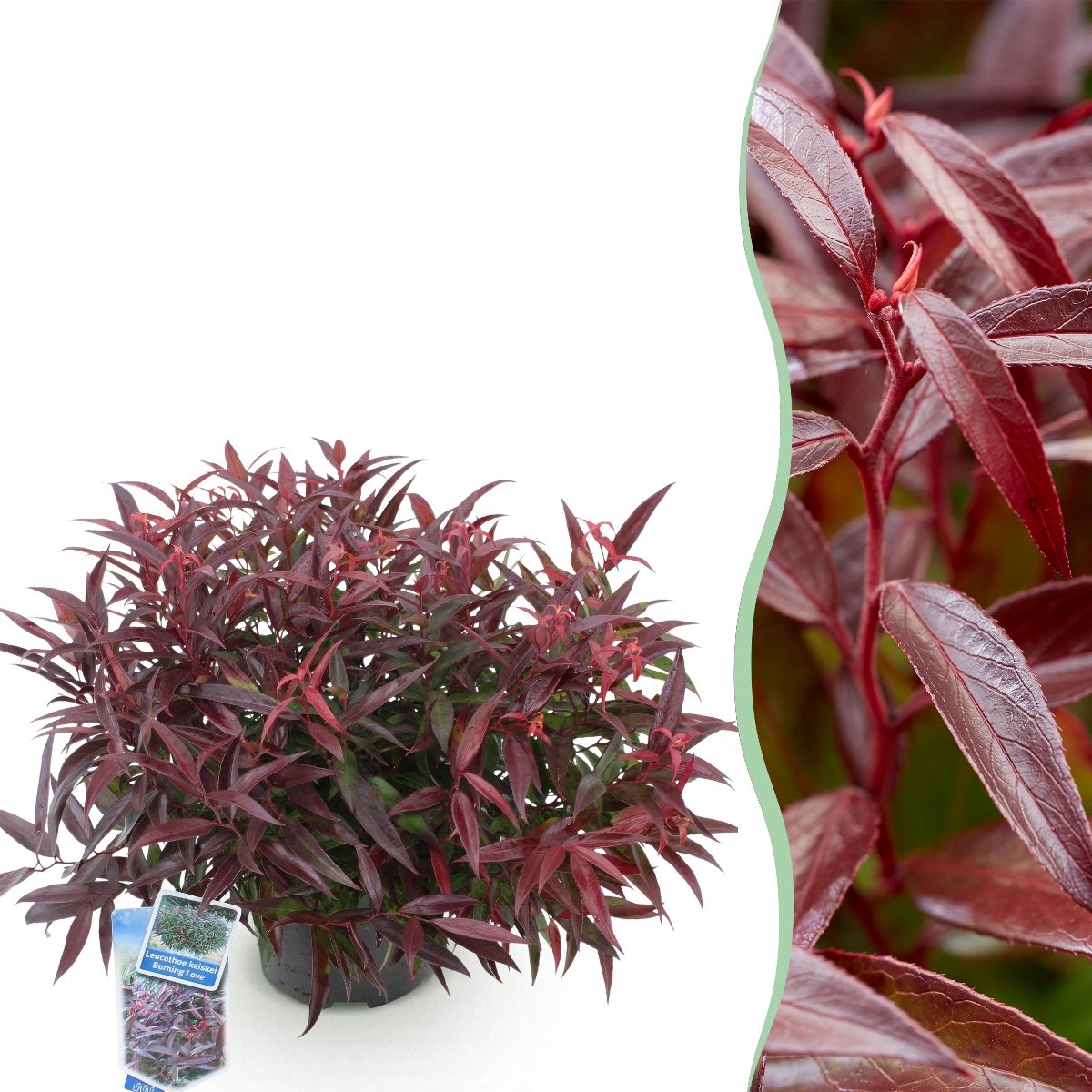 Green boutiQ - Tuinplant - Leucothoe Burning Love - Rood - 1 Plant - Groenblijvend - Weinig Onderhoud - Pot 17cm Hoogte 35 - 45cm
