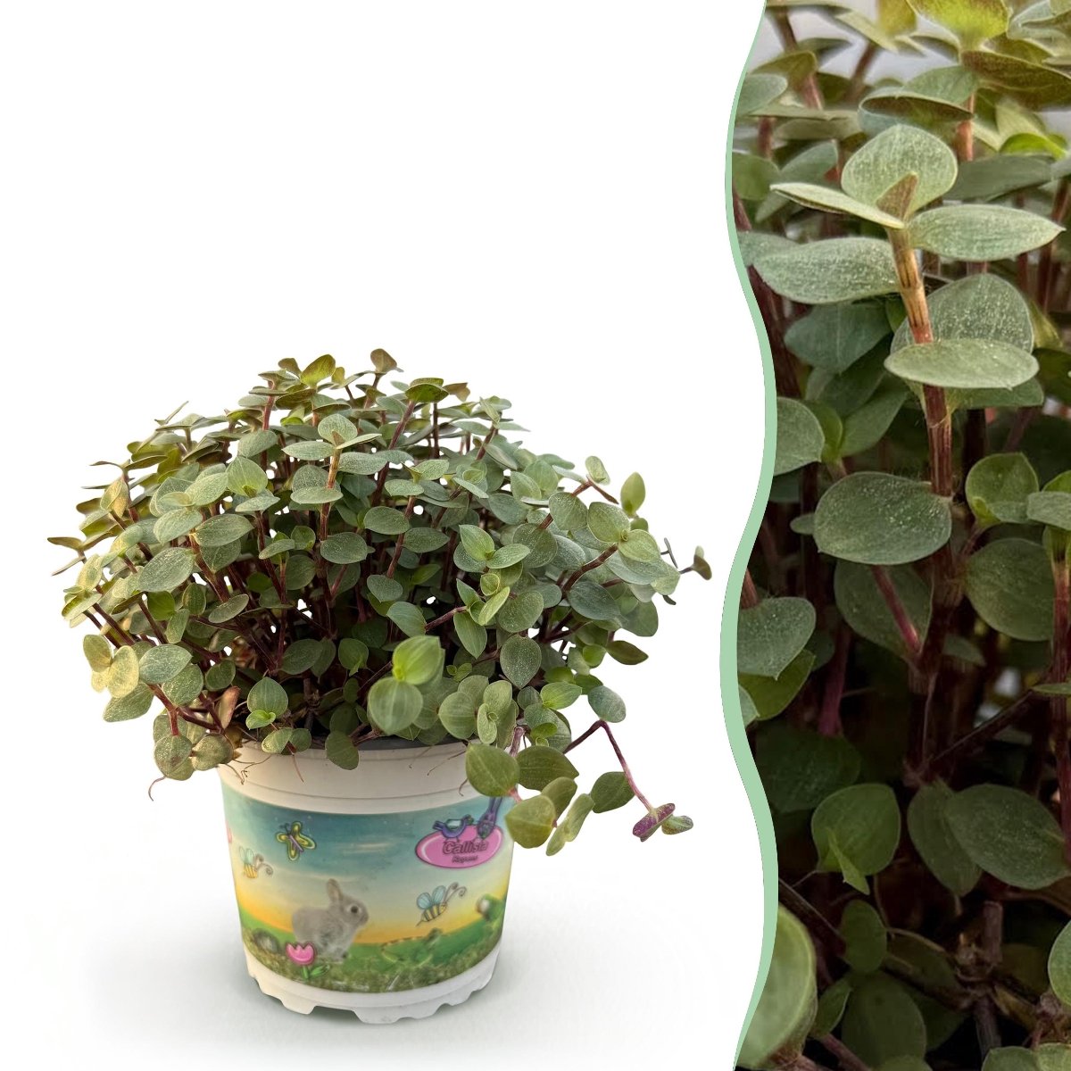 Green boutiQ - Kamerplant - Calissia repens - Schildpad plant - Huisdiervriendelijke Plant - Groen - 1 Plant - Pot 12cm - Hoogte 14cm