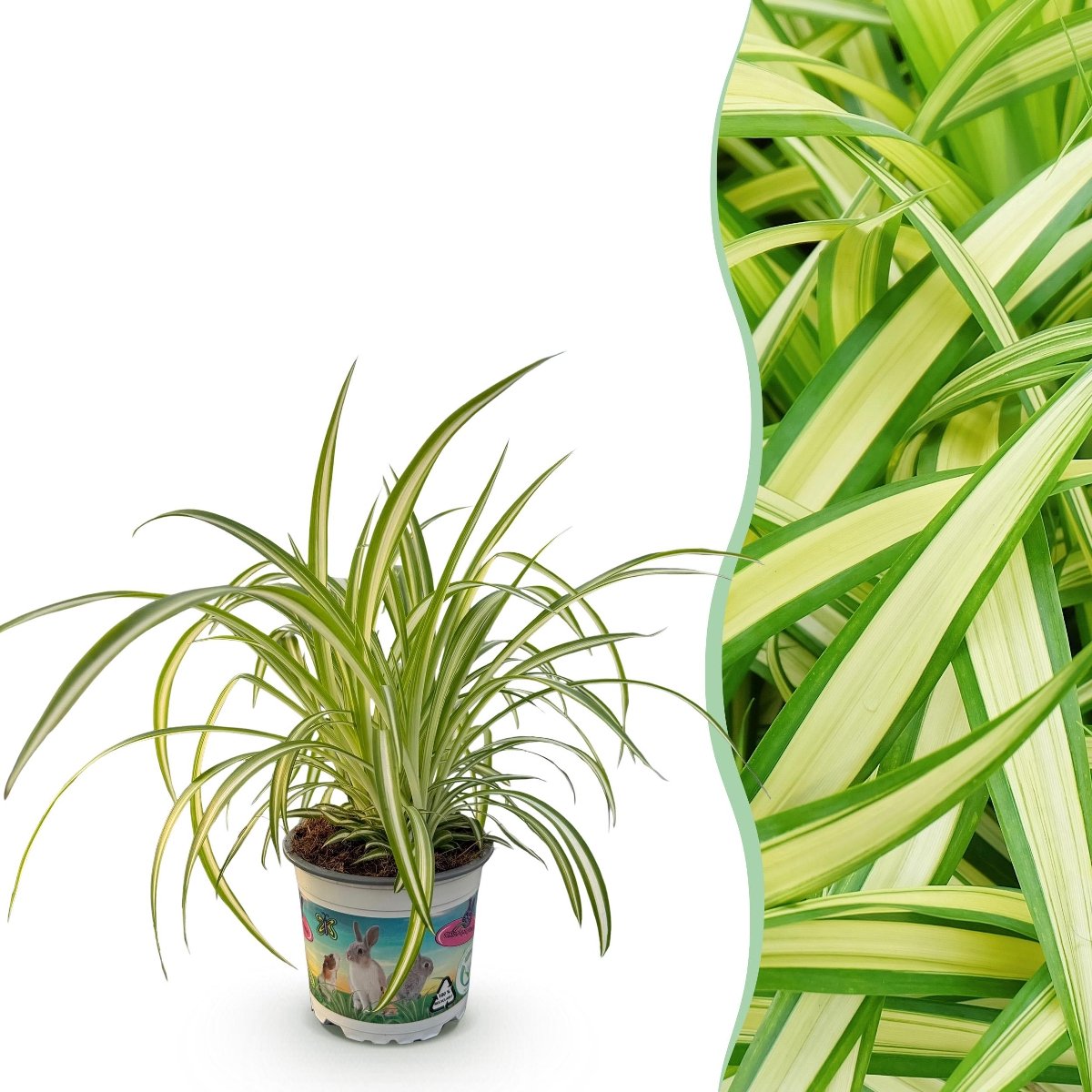 Green boutiQ - Kamerplant - Chlorophytum comosum Variegatum - Bonte Graslelie - Huisdiervriendelijke Plant - Groen - 1 Plant - Pot 12cm - Hoogte 20cm