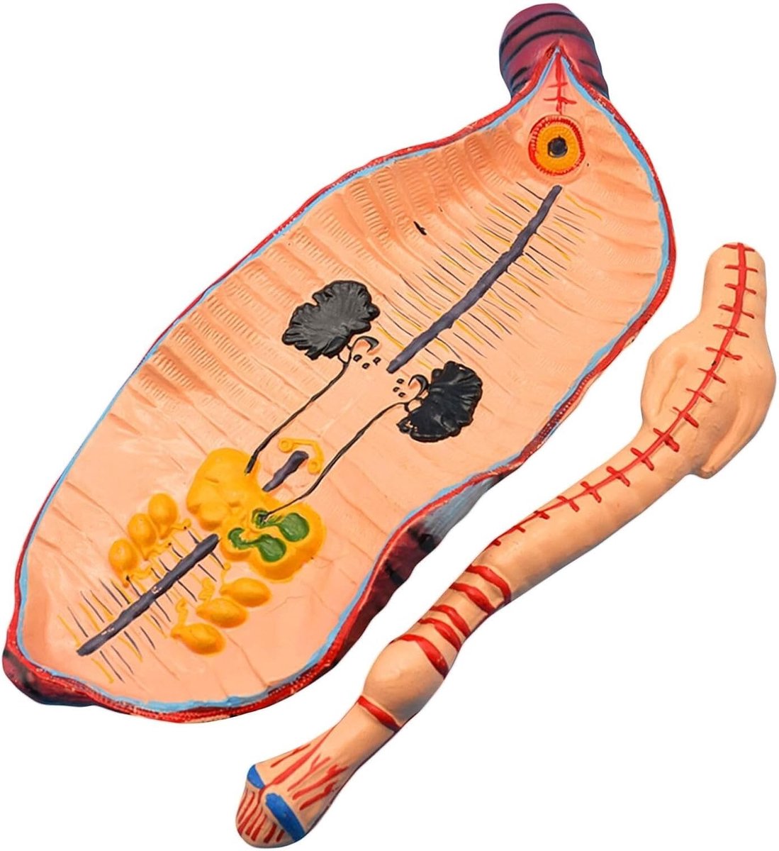 Regenworm Anatomisch Model - Ongewerveld Studieobject - Biologie Onderwijs - Gedetailleerde Segmentatie - 59 x 23 x 8 cm