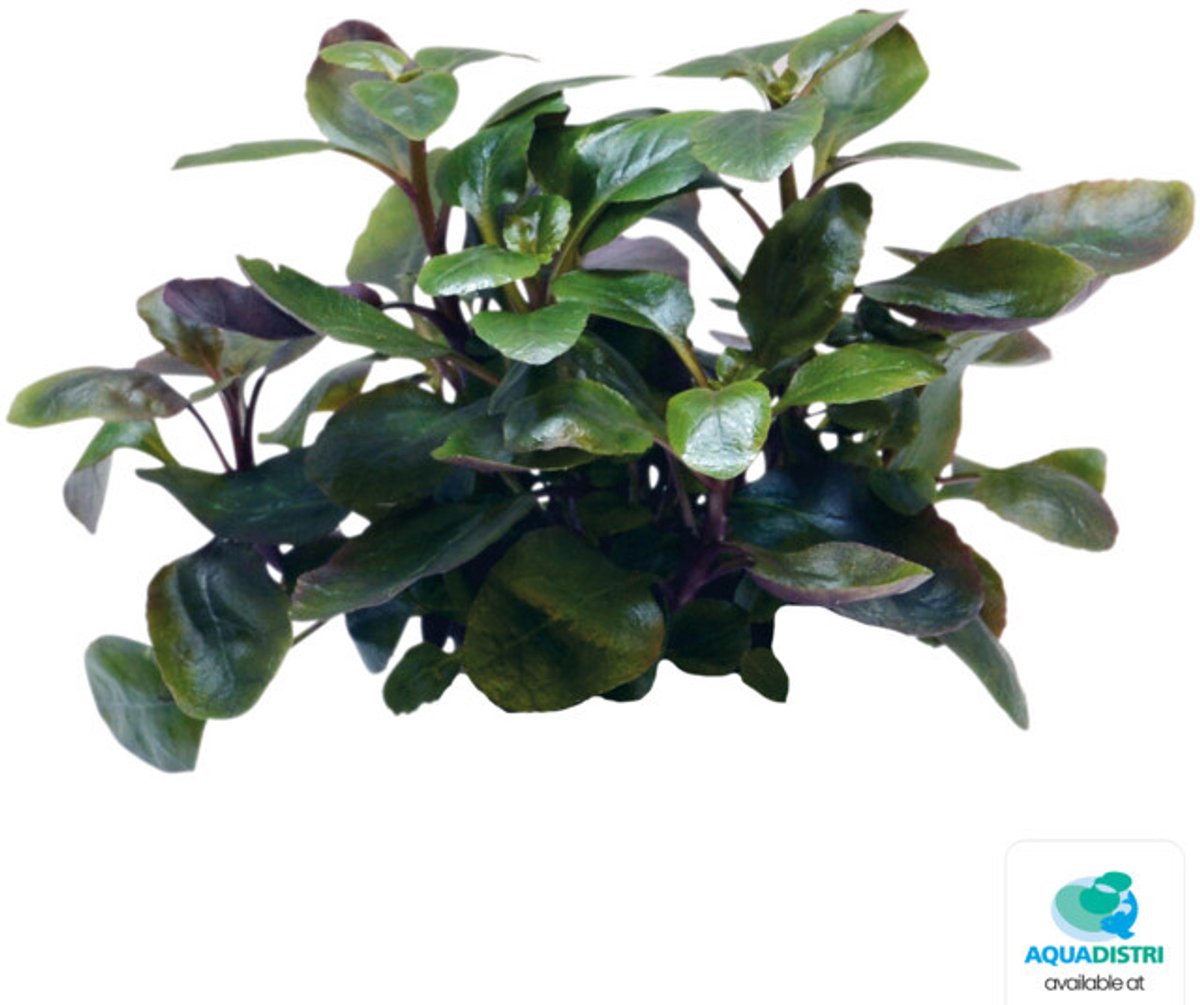 Easy grow 67 lobelia cardinalis dwarf