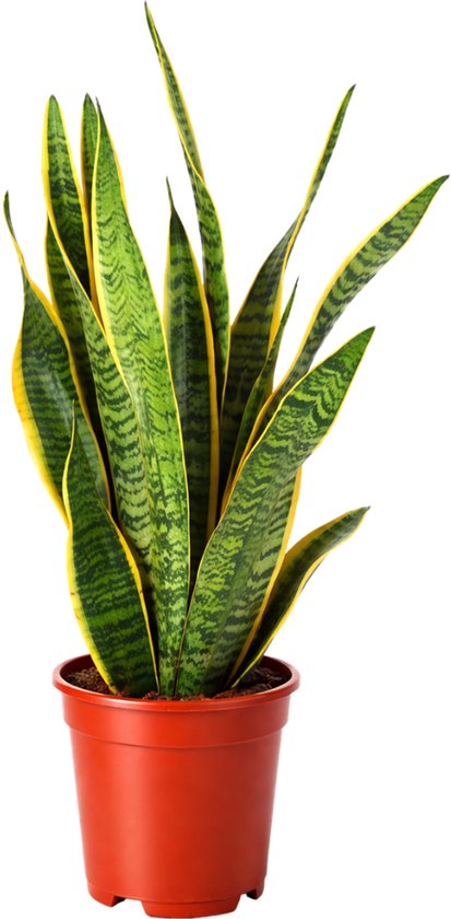 Sansevieria Laurentii - 60 - 80cm Hoog - Makkelijke Kamerplant - Vrouwentong - Pot 17cm