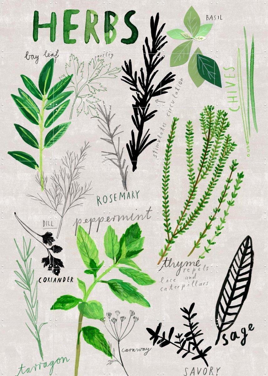 IXXI Herbs, Signorinah - 100 x 140 cm - Gratis ophangtool - Grote wanddecoratie en posters - Speels, Illustraties, Eetkamer, Keuken, Woonkamer
