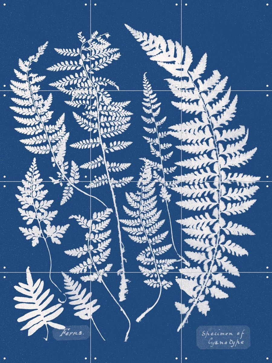 IXXI Specimen of Cyanotype - Ferns, Aster Edition - 60 x 80 cm - Gratis ophangtool - Grote wanddecoratie en posters - Houtsnede, Kleurrijk, Vintage