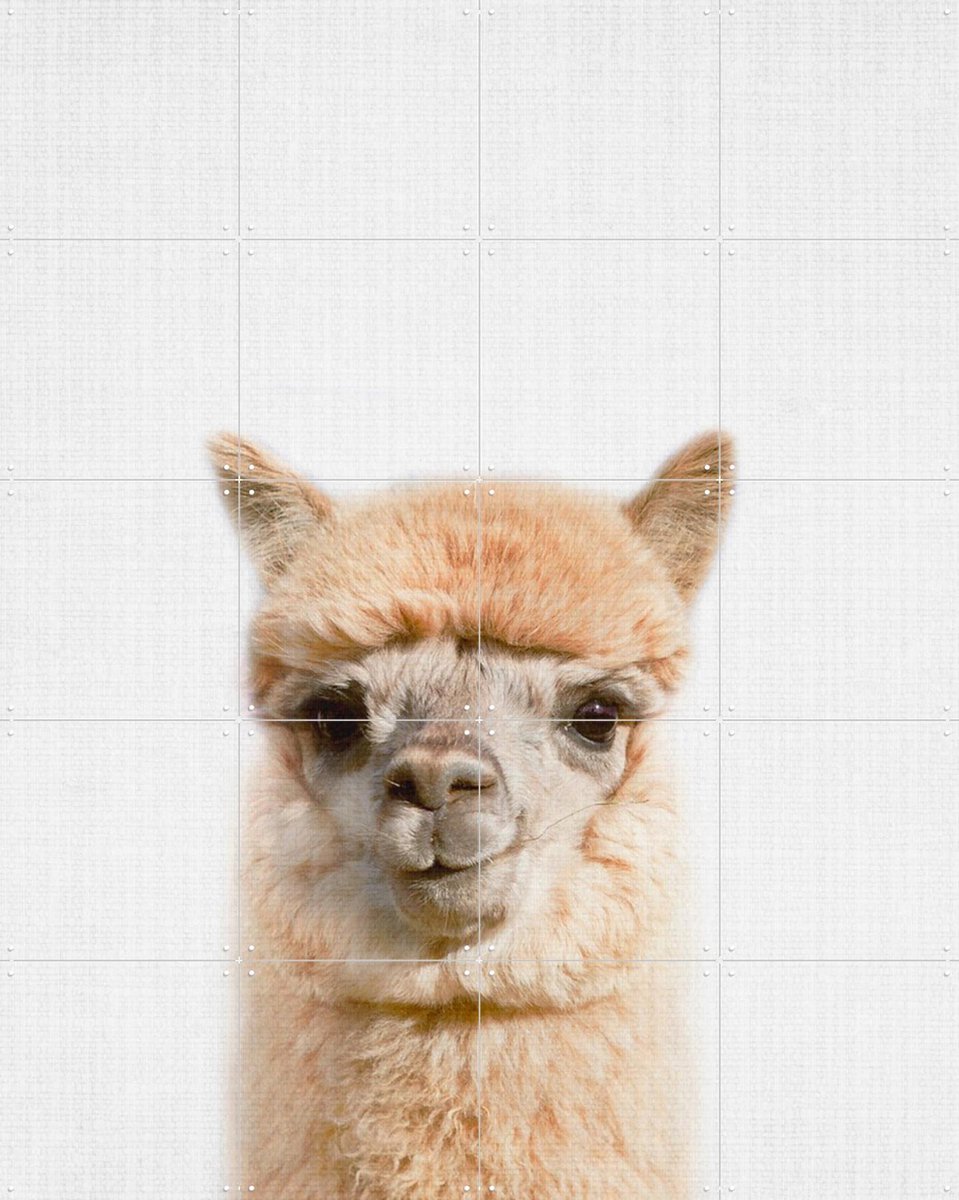 IXXI Alpaca, Lila + Lola - 80 x 100 cm - Gratis ophangtool - Grote wanddecoratie en posters - Decoratieve kunsten, Speels, Realisme, Fotografie