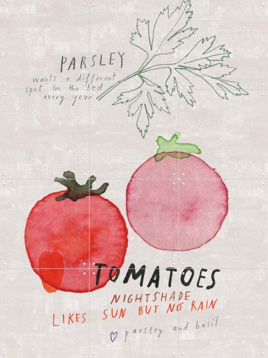 IXXI Tomatoes, Signorinah - 60 x 80 cm - Gratis ophangtool - Grote wanddecoratie en posters - Speels, Illustraties, Aquarel, Keuken, Eetkamer