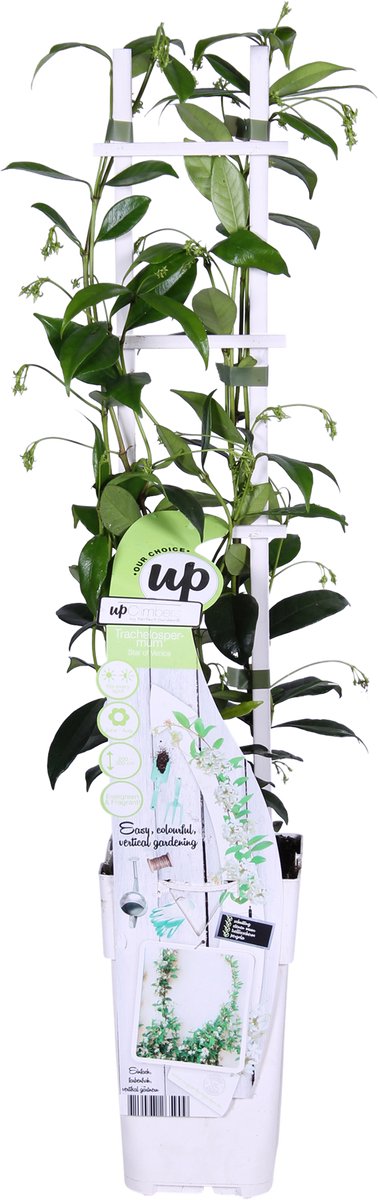 Hello Plants Trachelospermum Star of Venice Witte Sterjasmijn - Klimplant - Ø 15 cm - Hoogte: 65 cm