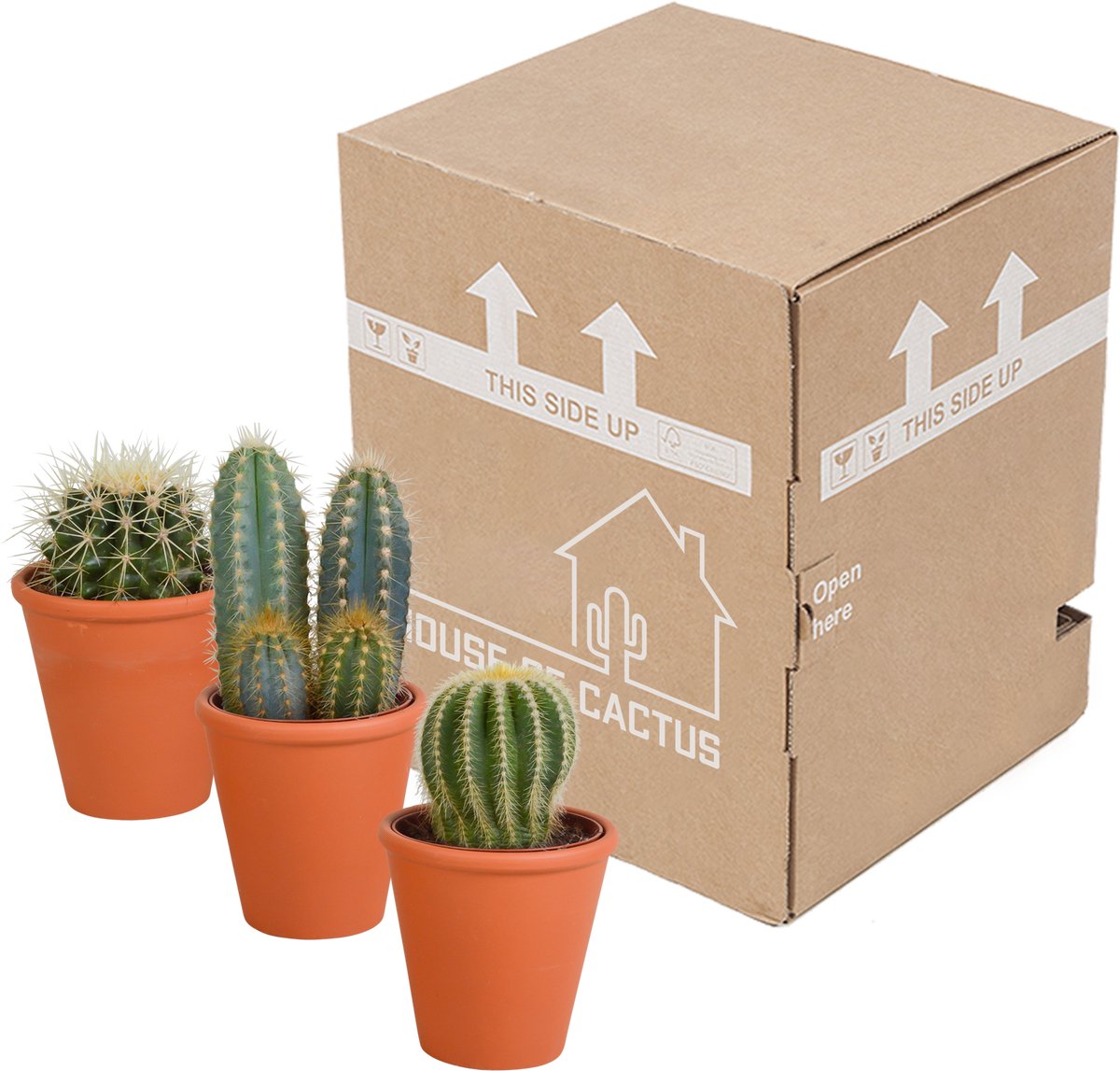 Cactus mix 8.5 cm in terracotta pot | 3 stuks