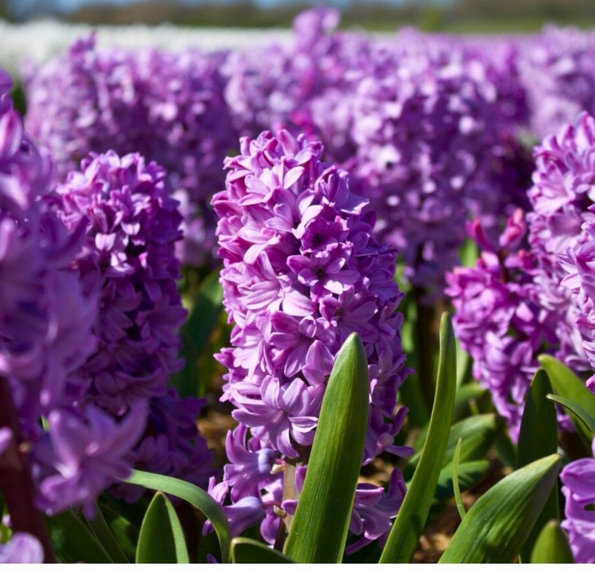 Hyacintenbollen Purple Star - 30 bloembollen - bolmaat 14/15 - paars, geurend, grootbloemig, voorjaarsbloeier, winterhard - direct van de kweker - Flowerbulbs Amsterdam