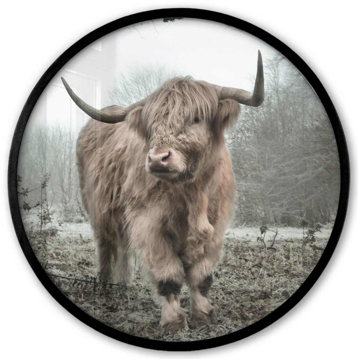 FrameYourWall Poster in lijst Rond - Fotolijst 40x40 cm - Posters - Schotse Hooglander - Bos - Mist - Koe - Dieren - Natuur - Ronde posterlijst zwart - Decoratie - Wanddecoratie woonkamer - Muurdecoratie slaapkamer Wit