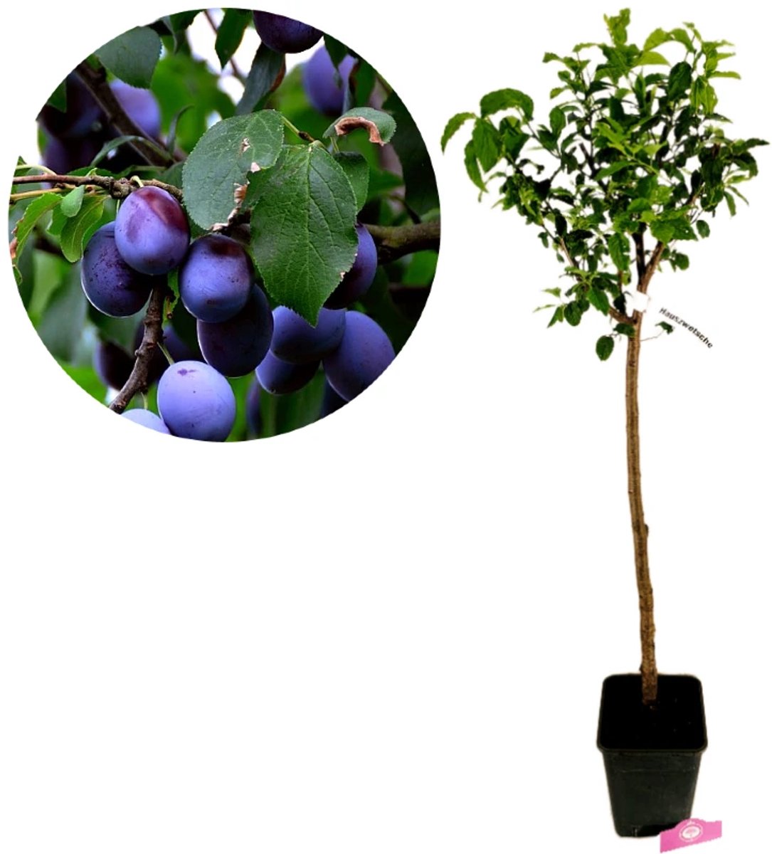 Prunus Domestica ‘Hauszwetsche’, Pruimenboom, 5 liter pot
