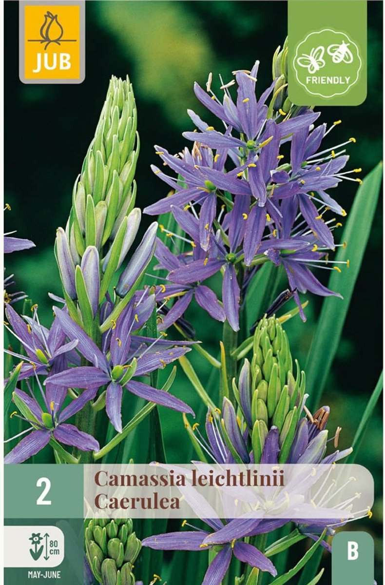 Prariehyacint (Camassia) - Leichtlinii Caerulea - Indianenbloem - Groenblijvend - Voorjaarsbollen - bloeit in Mei / Juni
