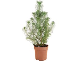 Bloomique - Pinus Pinea Silver Crest - Parasolden - Pijnboom - Dennenboom - Voor binnen en buiten - Winterhard - Wintergroen - Hoogte 20-30 cm - Pot 10,5 cm