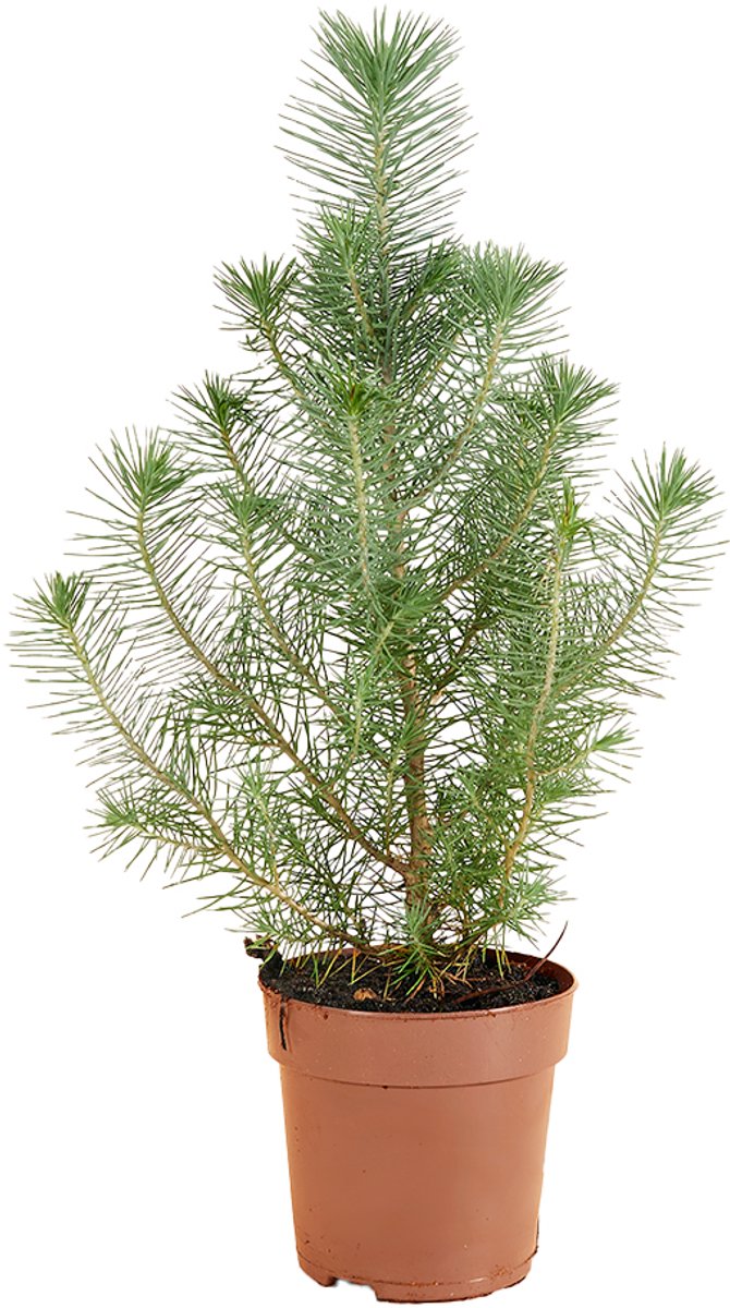 Bloomique - Pinus Pinea Silver Crest - Parasolden - Pijnboom - Dennenboom - Voor binnen en buiten - Winterhard - Wintergroen - Hoogte 20-30 cm - Pot 10,5 cm